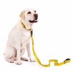 Pokemon - Pikachu All-Over-Print Pet Lead - Packshot 2