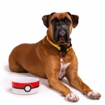 Pokemon - Pokeball Ceramic Pet Bowl - Packshot 5
