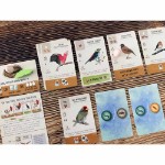 Wingspan Pocket - Packshot 3