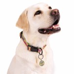 Star Wars - The Mandalorian - Grogu Wanted Pet ID Tag - Packshot 2