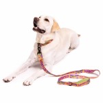Star Wars - The Mandalorian - Grogu Wanted Pet Lead - Packshot 3