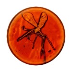 Jurassic Park - Medallion and Pin Set - Packshot 3
