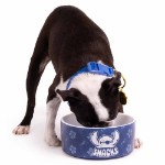 Disney - Lilo & Stitch - Stitch Hibiscus Ceramic Pet Bowl - Packshot 5