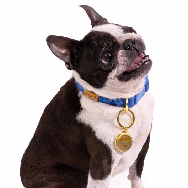 Disney - Lilo & Stitch - Stitch Hibiscus Pet Collar - Packshot 3