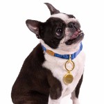 Disney - Lilo & Stitch - Stitch Hibiscus Pet Collar - Packshot 3