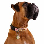 Star Wars - The Mandalorian - Grogu Wanted Pet ID Tag - Packshot 3