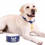 Disney - Lilo & Stitch - Stitch Hibiscus Ceramic Pet Bowl - Packshot 4