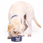 Disney - Lilo & Stitch - Stitch Hibiscus Ceramic Pet Bowl - Packshot 3
