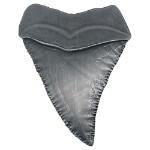 Jaws (50th Anniversary) - Shark Tooth Replica