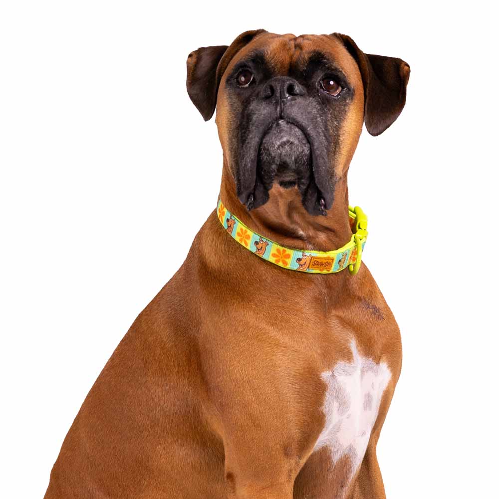 Scooby Doo - Classic Scooby Pet Collar - Packshot 2