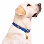 Disney - Lilo & Stitch - Stitch Hibiscus Pet Collar - Packshot 2