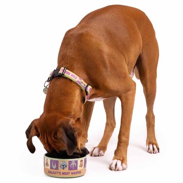 Star Wars - The Mandalorian - Galaxy's Most Wanted Ceramic Pet Bowl - Packshot 4