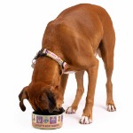 Star Wars - The Mandalorian - Galaxy's Most Wanted Ceramic Pet Bowl - Packshot 4