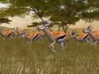 Cabela's African Safari - Screenshot 2