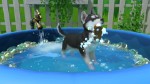 Little Friends: Puppy Island (Code-In-A-Box) - Screenshot 6